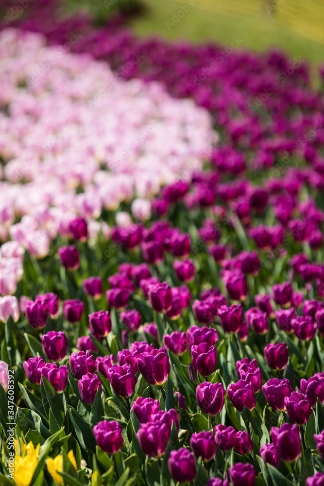 Flower beds with tulips. Many different varieties of tulips. Lots of tulips. White, pink, red, purple, yellow tulips