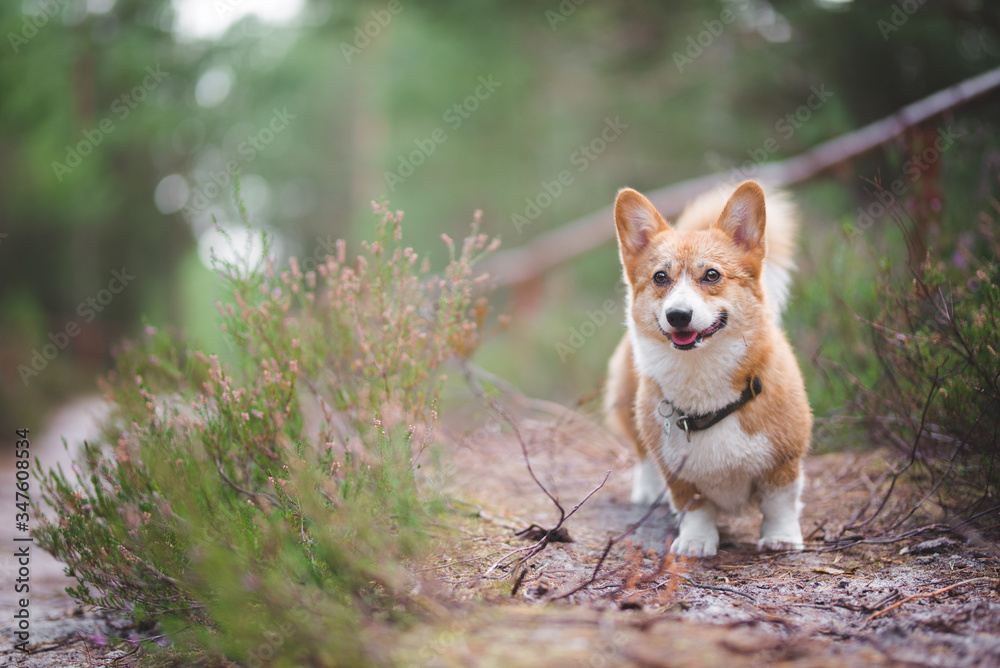 Beautiful portrait of a red welsh corgi pembroke dog in the forest , surrounded by heather and moss