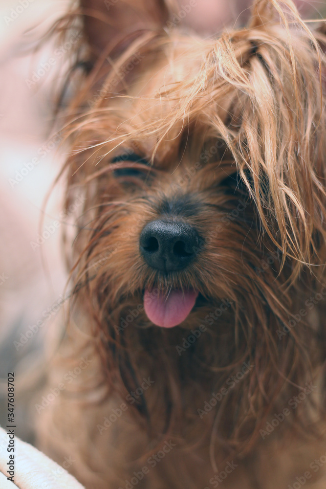 Closeup portrait of a wet Yorkshire terrier with ponytail and protruding tongue Closeup portrait of a wet Yorkshire terrier with ponytail and protruding tongue
