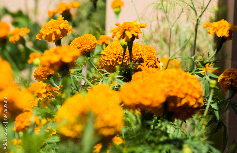 beautiful Marigold Flowers of yellow and orange color, genda phool ...