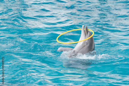 Dolphin. Bottlenose dolphin in water with a hoop