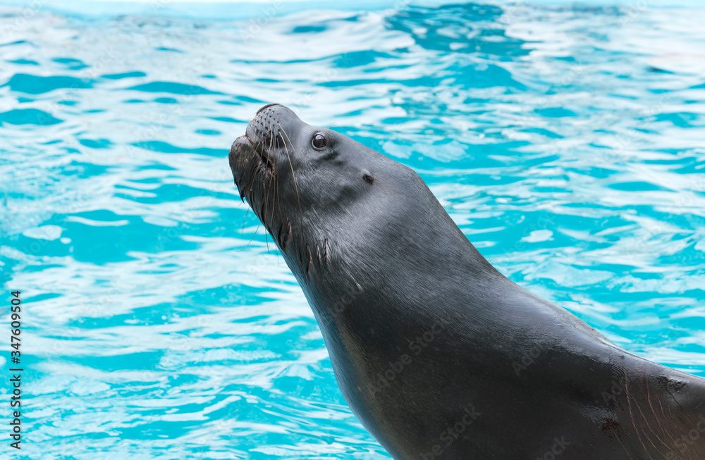 Obraz premium Sea Lion