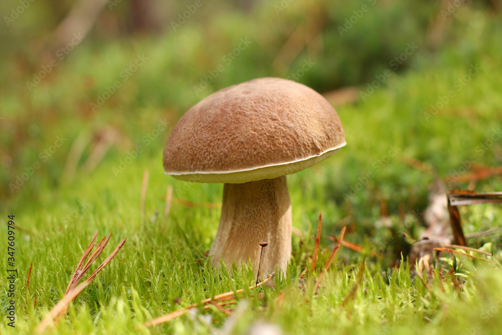 Boletus mushroom in the natural environment against the background of moss Boletus mushroom in the natural environment against the background of moss