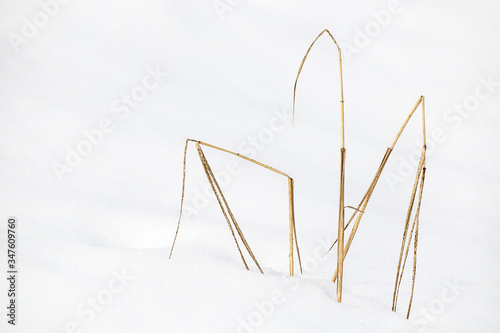 Lone dry blades of grass against the snow