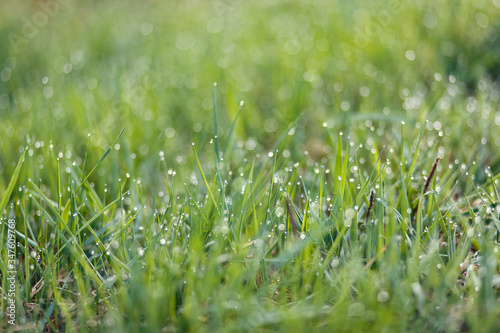 Blades of grass with drops of dew