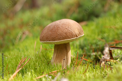 Boletus mushroom in the natural environment against the background of moss