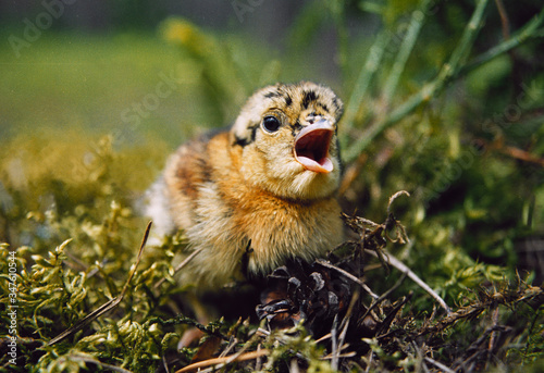 Chick of western capercaillie (Tetrao urogallus), also known as the wood grouse, heather cock, or just capercaillie on nest