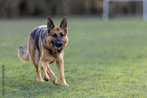 Slika na platnu German shepherd dog returning a ball on an emply field