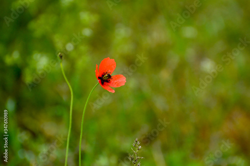 Red poppy flower after rain ,photo for banners,typography and printing 