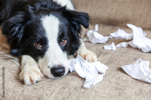 Foto Naughty playful puppy dog border collie after mischief biting toilet paper lying on couch at home