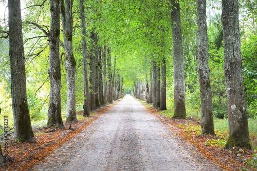 Cuadro en lienzo An archway of the single lane country road and tall green trees
