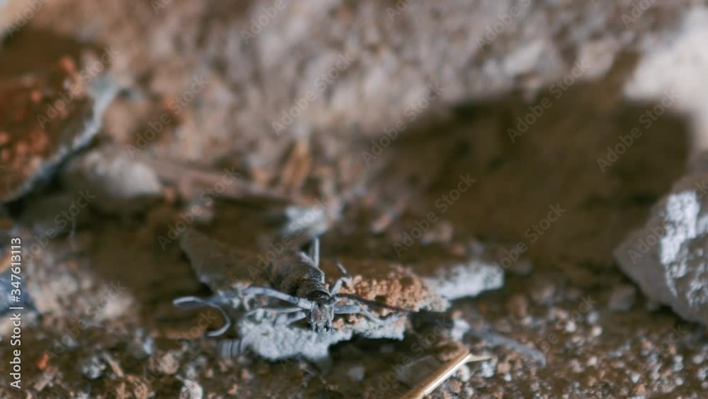 The barbel beetle moves its long antennae and scares the enemy. Bark beetle. Cerambycidae The barbel beetle moves its long antennae and scares the enemy. Bark beetle. Cerambycidae