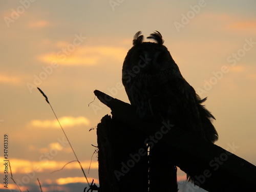 Long-eared owl (Asio otus), also known as the northern long-eared owl or, more informally, as the lesser horned owl or cat owl photo