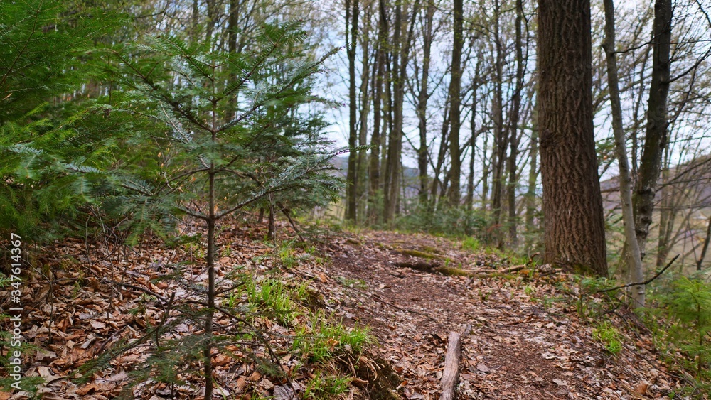 Obraz premium path in forest