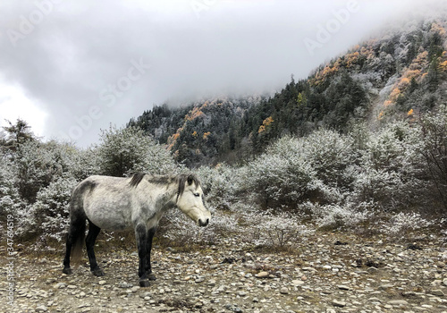 tibetan pony