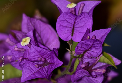 purple Bourgainvillea flower in the garden photo
