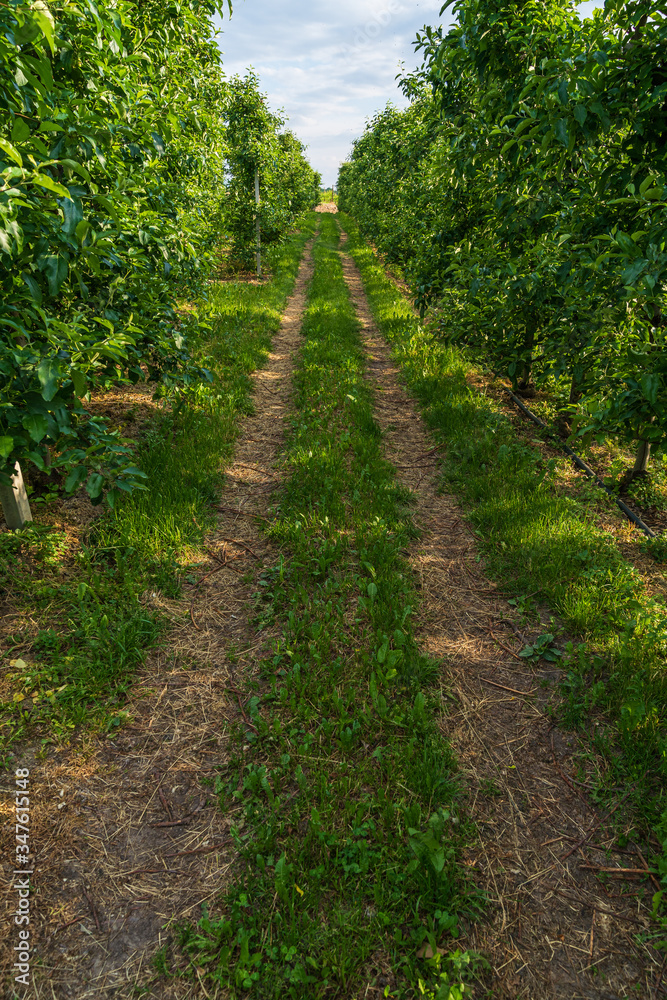 Paths in the orchards of Appiano in Italian South Tyrol Paths in the orchards of Appiano in Italian South Tyrol