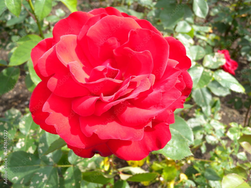 Single red blossomed rose on green leaves background Single red blossomed rose on green leaves background
