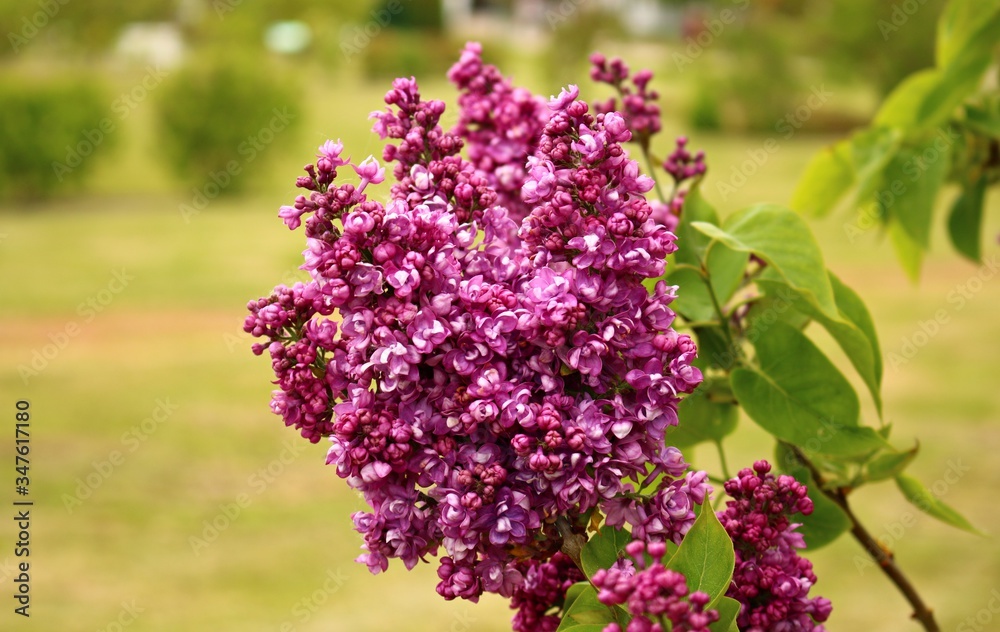Obraz premium Beautiful flowering of lilac bushes in late spring in gardens and parks