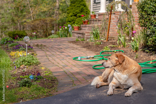 old handsome dog laying down in front yard
