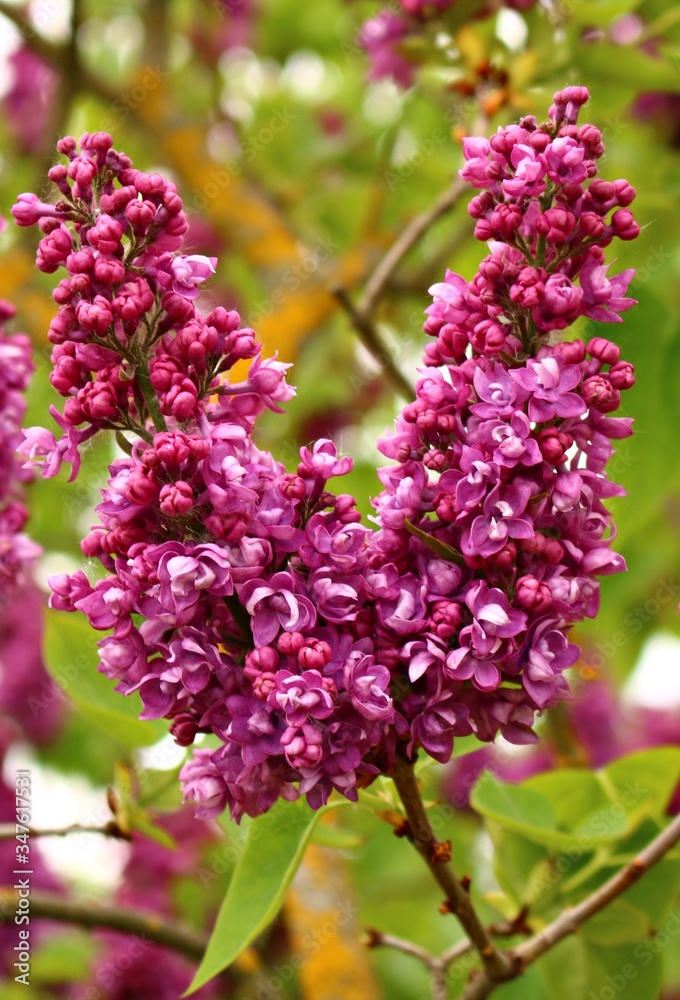 Beautiful flowering of lilac bushes in late spring in gardens and parks