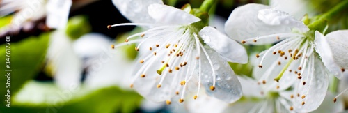 Web banner with white spring flowers in raindrops