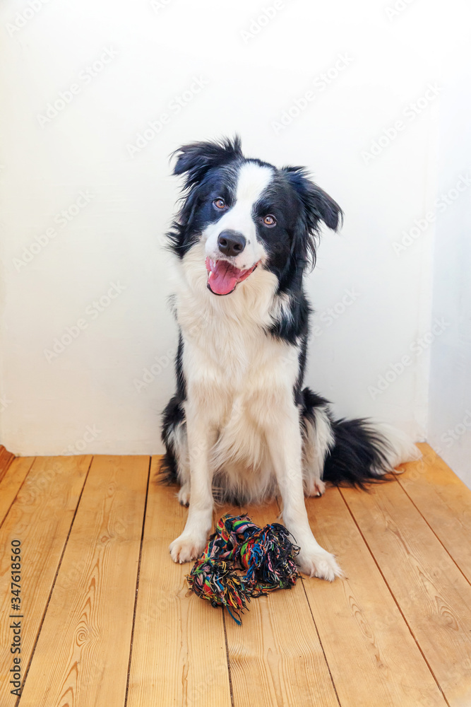 Funny portrait of cute smiling puppy dog border collie holding colourful rope toy in mouth. New lovely member of family little dog at home playing with owner. Pet care and animals concept.