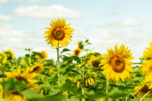 Yellow flowers in the summer on a green meadow. A field of sunflowers is illuminated by salty light.