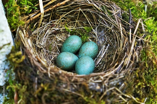 Four bird eggs in a nest in April