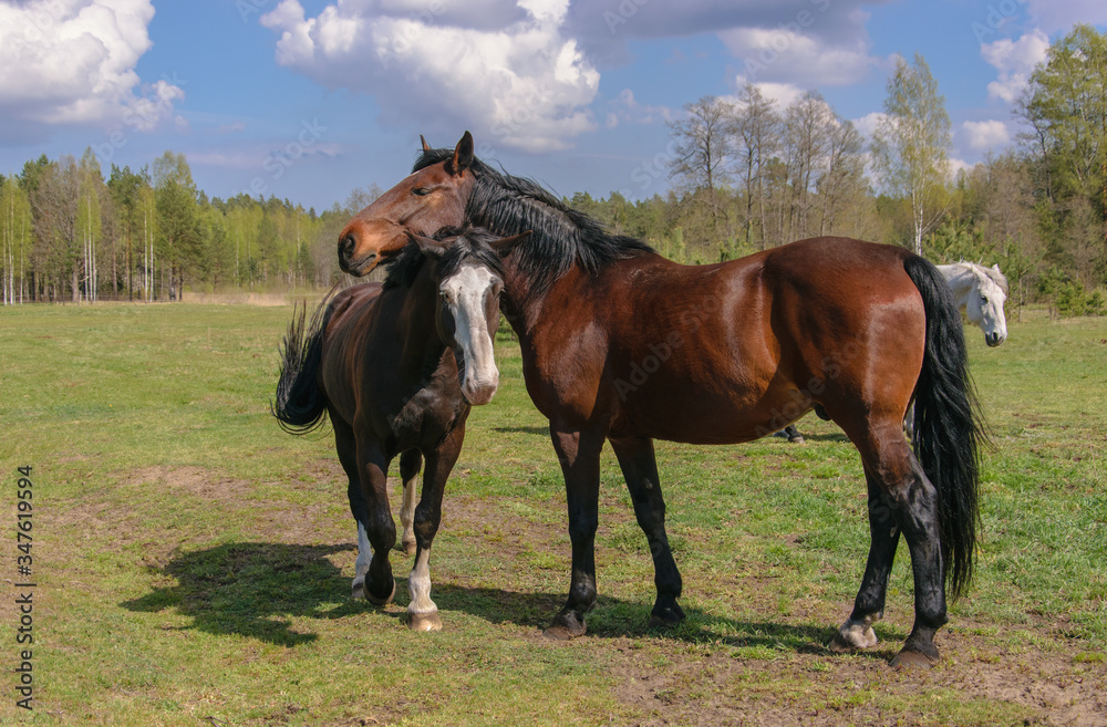 Two bay horses graze in the meadow. Two bay horses graze in the meadow.