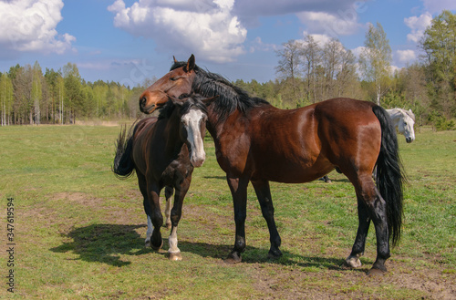 Two bay horses graze in the meadow. © aleksandra_55
