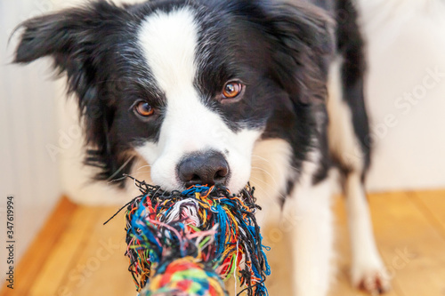 Funny portrait of cute smiling puppy dog border collie holding colourful rope toy in mouth. New lovely member of family little dog at home playing with owner. Pet care and animals concept. © Юлия Завалишина
