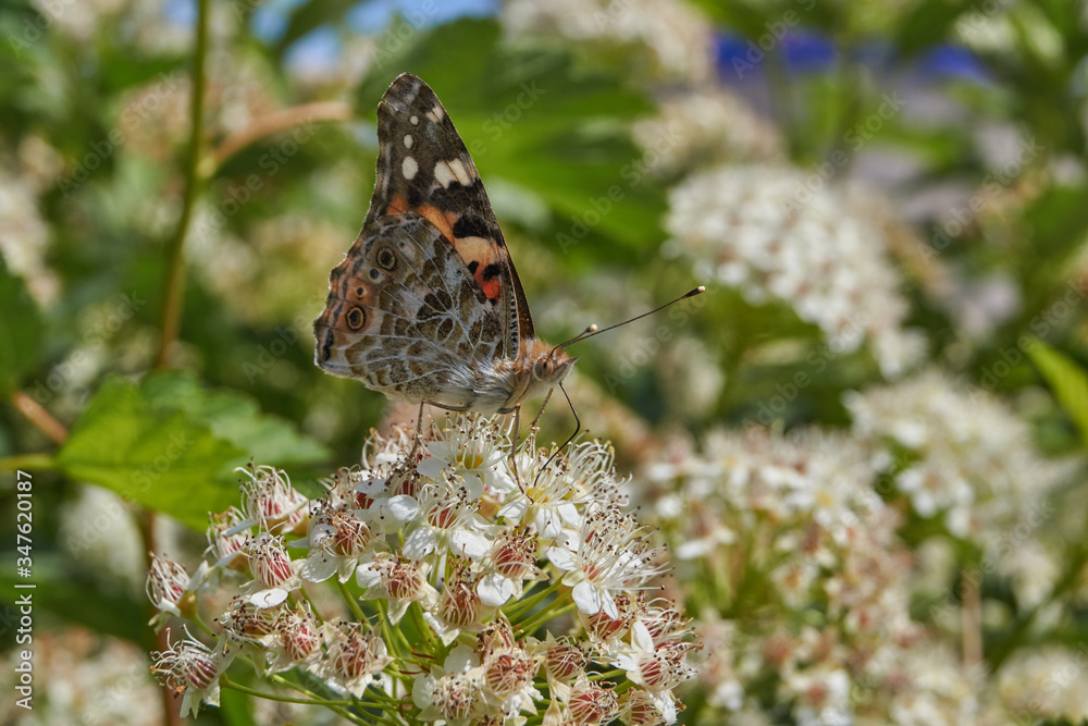 Painted Lady Butterfly (lat. Vanessa cardui) on an inflorescence of spirea. Painted Lady Butterfly (lat. Vanessa cardui) on an inflorescence of spirea.
