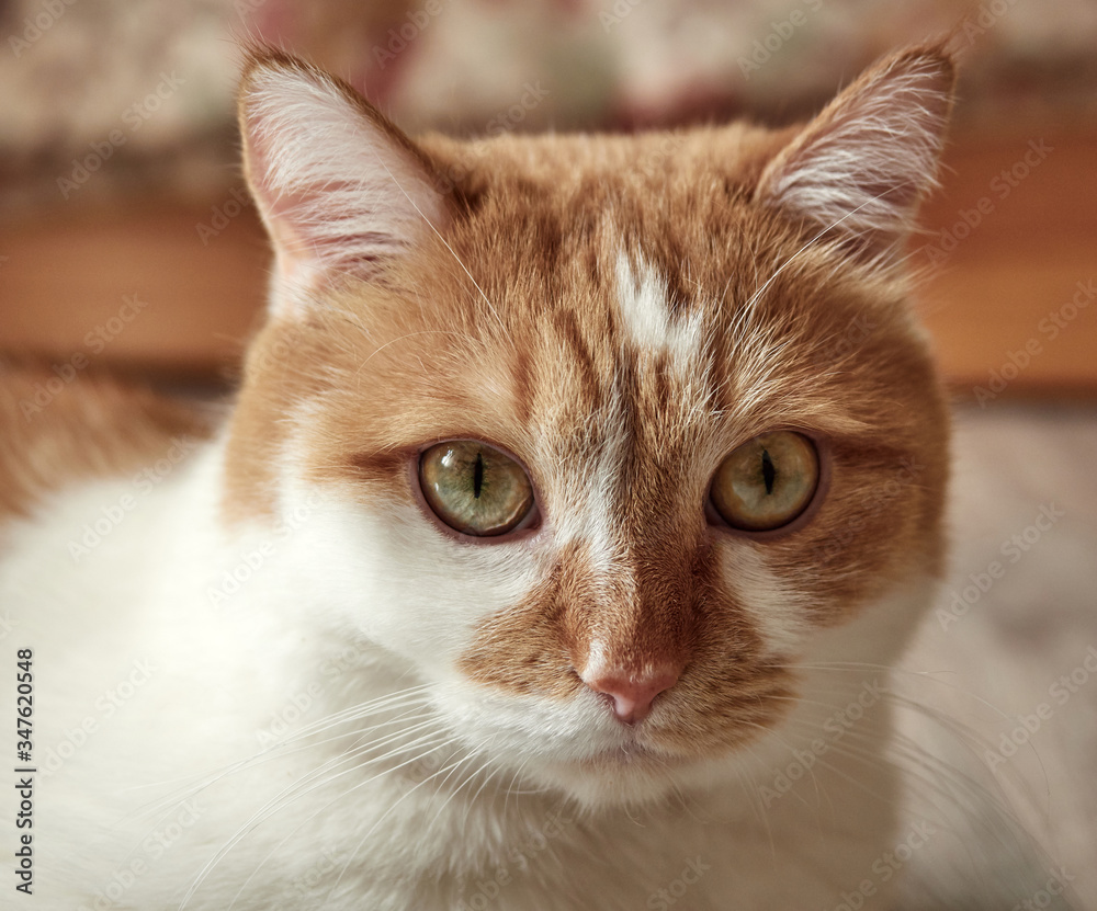 cute white and red cat. portrait. veterinary science