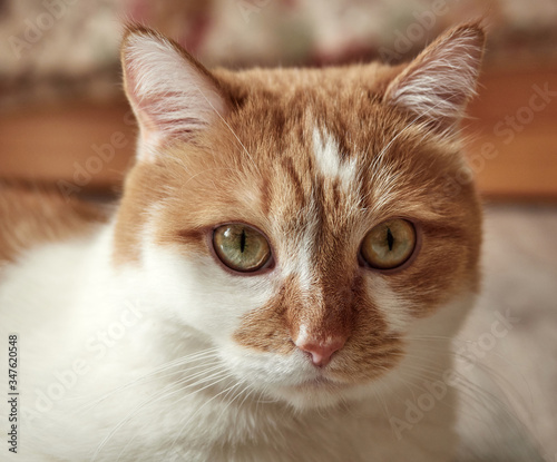 cute white and red cat. portrait. veterinary science
