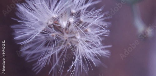 dandelion seed head