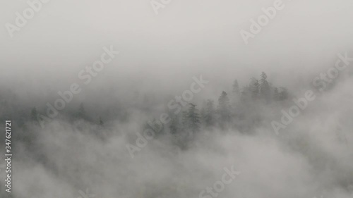 Fog moving while covering trees in forest - British Columbia, Bella Coola photo