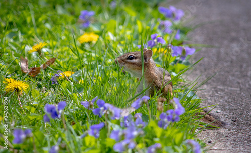 Tiny chipmunk peeks out from colorful grass filled with spring flowers