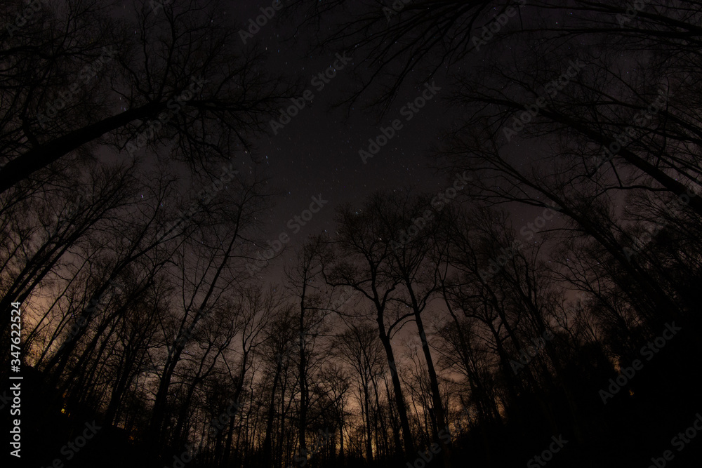 Fototapeta premium Wald bei Nacht