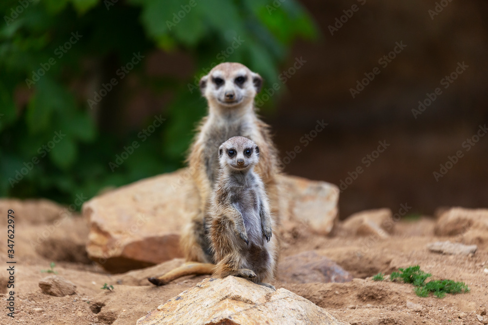 Meerkat - Suricata suricatta - Cub with parent sitting on a stone and looking into the distance, beautiful brown background. Meerkat - Suricata suricatta - Cub with parent sitting on a stone and looking into the distance, beautiful brown background.