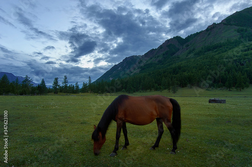 Horses in a meadow in the mountains.