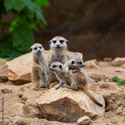 Meerkat - Suricata suricatta - Cubs with adult meerkats sitting on a stone and looking into the distance, beautiful brown background. © Jana Krizova