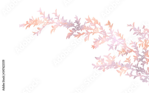 Beautiful branches. Hand painted decorative picture isolated on a white background. Pastel watercolour image for creative design of cards, invitations, banners, websites and posters.