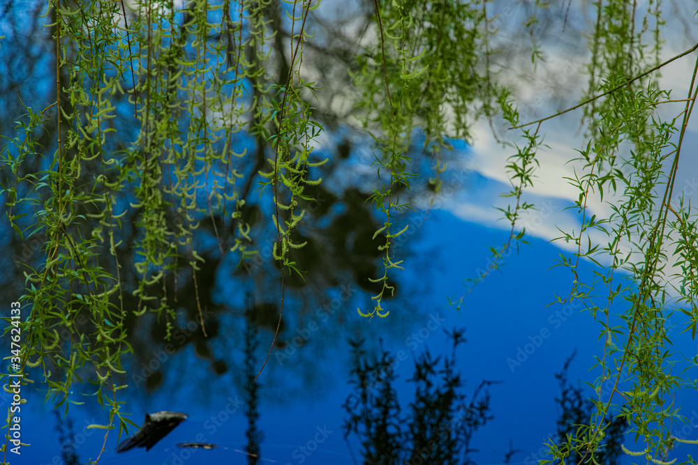 Fototapeta premium summer colorful nature scene of green tree foliage above abstract calm water surface blue reflection from sky with white clouds view
