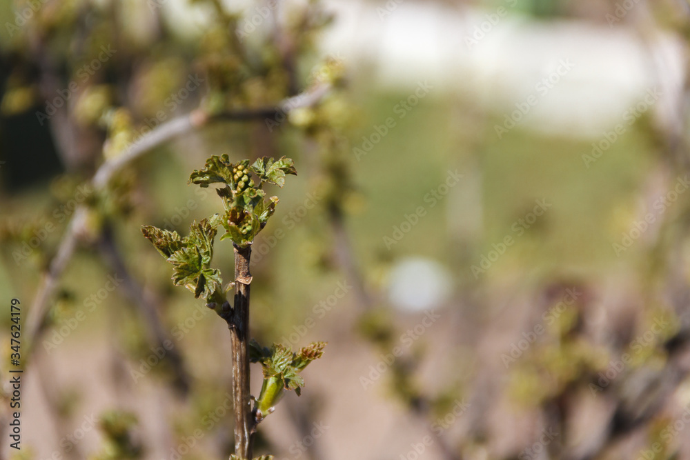 The first shoots on the branches. The first spring leaves on a sunny day The first shoots on the branches. The first spring leaves on a sunny day