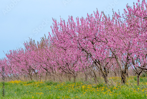 Peach  fruit trees in a field of pink