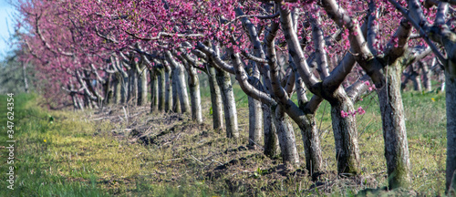 Fototapeta Naklejka Na Ścianę i Meble -  Pink covered peach trees on a fruit farm