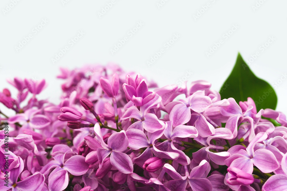 Lilac flower bloom background. Macro violet blossom border. Design template copy space