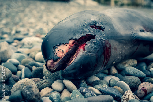 Photography Dead dolphin cub lies on the seashore
