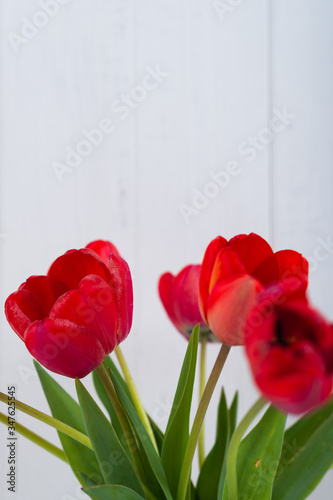 Red tulips on a white wooden background in a glass vase